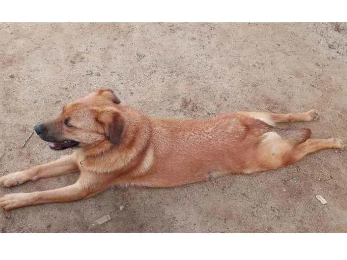 Cachorro ra a  idade 1 ano nome céu