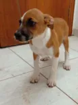Ninhada da Branca