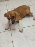 Ninhada da Branca