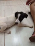 Ninhada da Branca