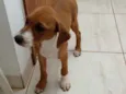Ninhada da Branca