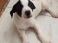 Ninhada da Branca