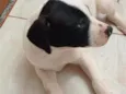 Ninhada da Branca