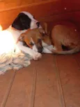 Ninhada da Branca