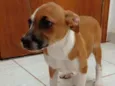Ninhada da Branca