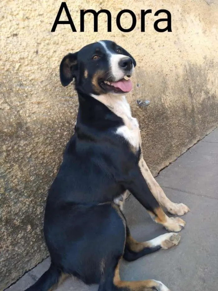 Cachorro raça  idade 2 a 6 meses nome Amora 