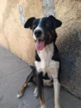 Amora 
