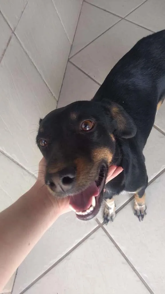 Cachorro raça SRD-ViraLata idade 2 a 6 meses nome Amora 