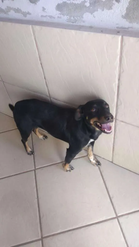Cachorro raça SRD-ViraLata idade 2 a 6 meses nome Amora 