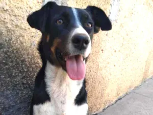 Cachorro raça  idade 2 a 6 meses nome Amora 