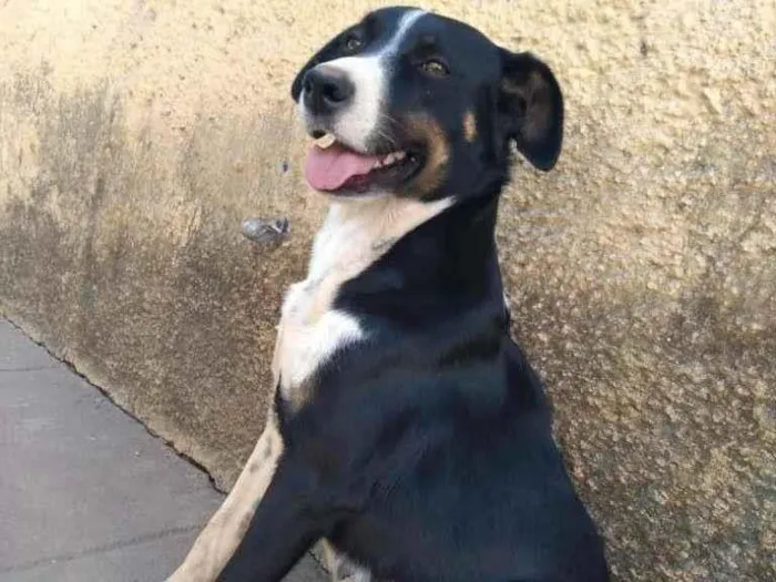 Cachorro raça  idade 2 a 6 meses nome Amora 