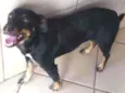 Amora 