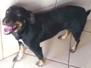 Cachorro raça SRD-ViraLata idade 2 a 6 meses nome Amora 
