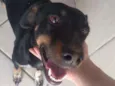 Amora 