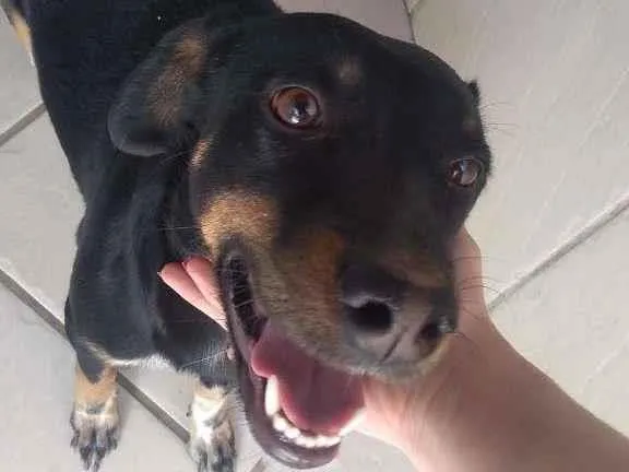 Cachorro raça SRD-ViraLata idade 2 a 6 meses nome Amora 