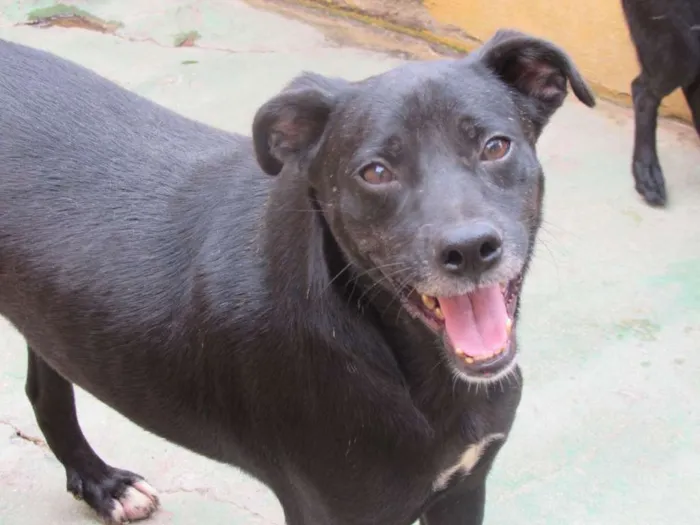 Cachorro raça  idade  nome Nero