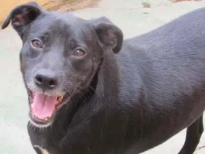 Cachorro raça  idade  nome Nero