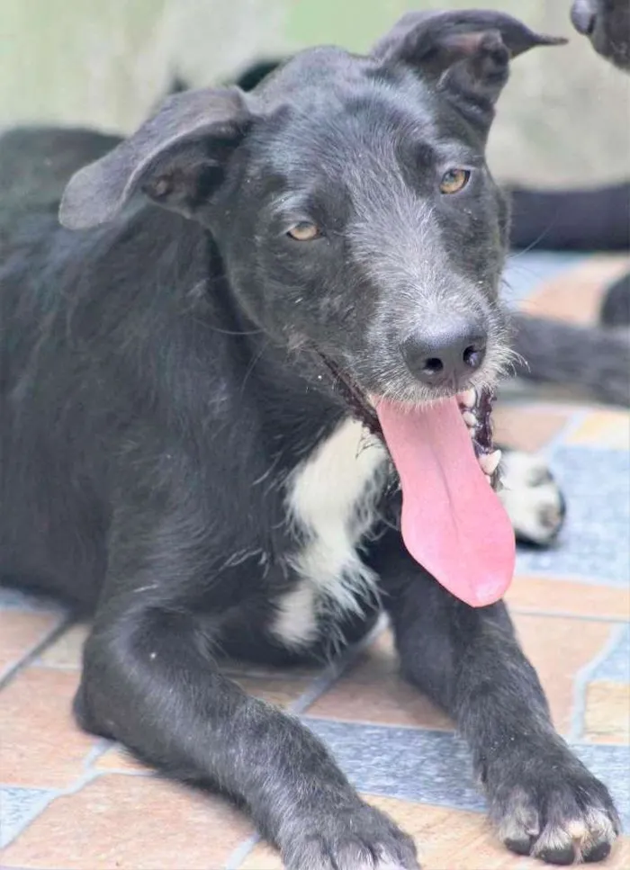 Cachorro raça  idade 1 ano nome Spyke Filhote