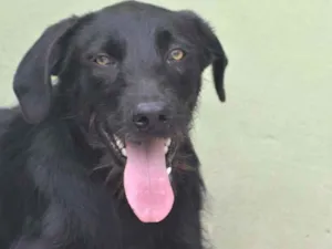 Cachorro raça  idade 1 ano nome Bolt Filhote