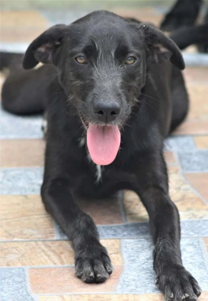 Cachorro raça  idade 1 ano nome Kate Filhote