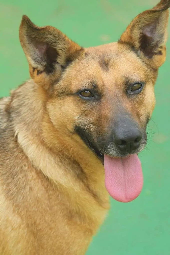 Cachorro raça  idade  nome Baco