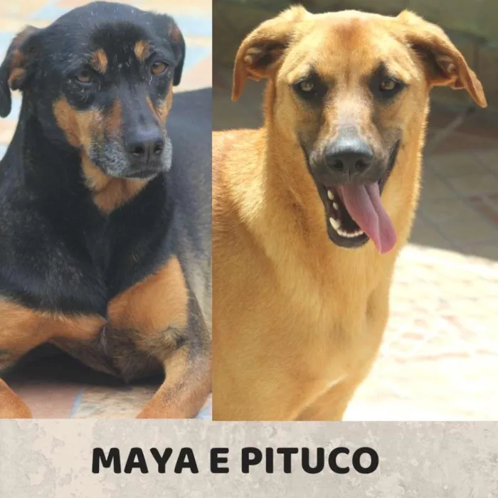 Cachorro ra a  idade  nome Maya e Pituco