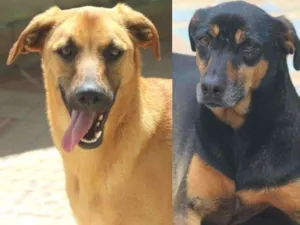 Cachorro raça  idade  nome Maya e Pituco