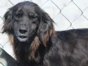 Cachorro raça  idade  nome Pretinha