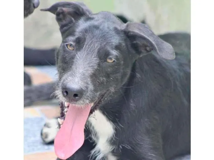 Cachorro raça  idade 1 ano nome Spyke Filhote