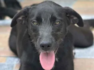 Cachorro raça  idade 1 ano nome Kate Filhote