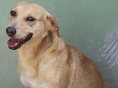 Cachorro raça  idade  nome Paloma