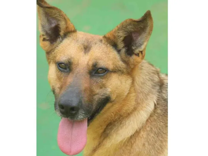 Cachorro raça  idade  nome Baco