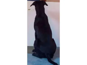 Cachorro raça Labrador idade 7 a 11 meses nome Theise