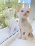 Benito