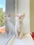 Gato raça Srd idade Abaixo de 2 meses nome Bento