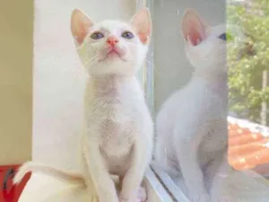 Gato raça Srd idade Abaixo de 2 meses nome Bento