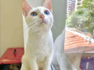Gato raça Srd idade 1 ano nome Alma