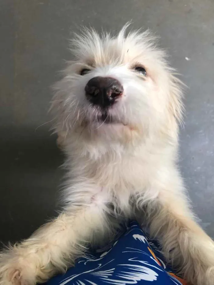 Cachorro raça SRD  idade 7 a 11 meses nome Sem nome