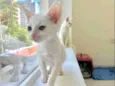 Gato raça Srd idade Abaixo de 2 meses nome Belinha