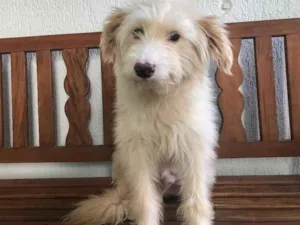 Cachorro raça SRD  idade 7 a 11 meses nome Sem nome