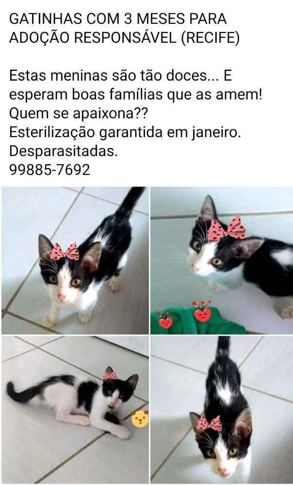 Gato ra a SRD idade 2 a 6 meses nome Jade e Iris
