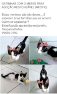 Jade e Iris