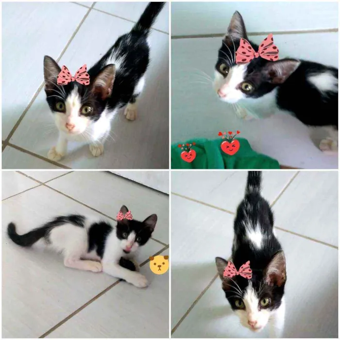 Gato ra a SRD idade 2 a 6 meses nome Jade e Iris