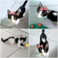 Jade e Iris