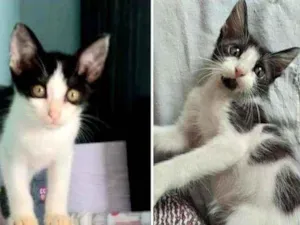 Gato raça SRD idade 2 a 6 meses nome Jade e Iris