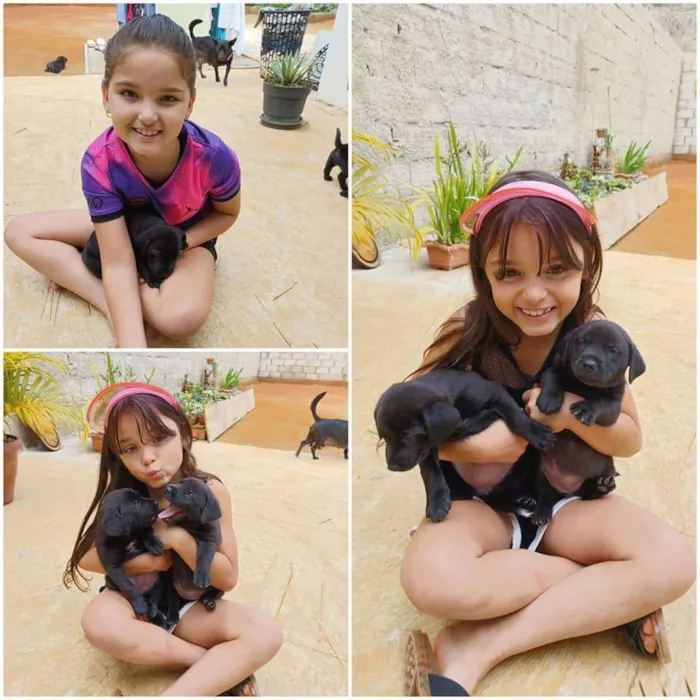 Cachorro raça sem raça definida idade Abaixo de 2 meses nome Filhotes