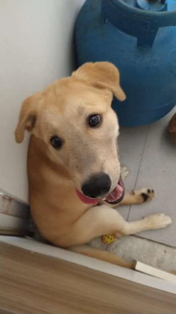 Cachorro raça SRD-ViraLata idade 2 a 6 meses nome Max