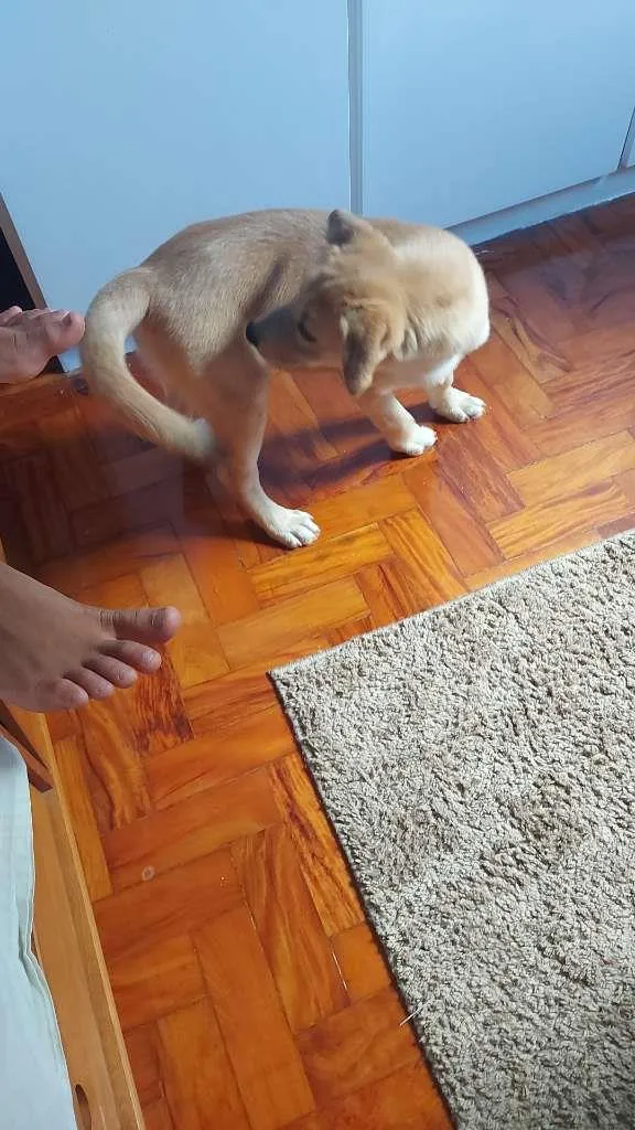 Cachorro raça SRD-ViraLata idade 2 a 6 meses nome Max