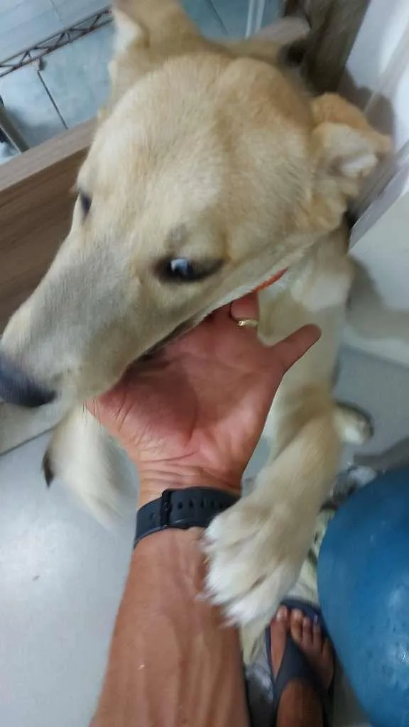 Cachorro raça SRD-ViraLata idade 2 a 6 meses nome Max