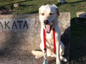 Cachorro raça Mestiça de labrador. idade 2 anos nome VALENTINA